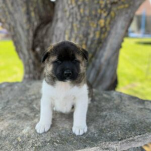 Dini American Akita Dini American Akita