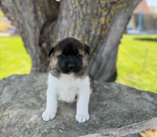 Dini American Akita Dini American Akita