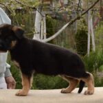 Dizel-male-German-shepherd-puppy-for-sale-1 (1)