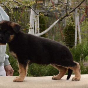 Dizel German Shepherd Dizel German Shepherd