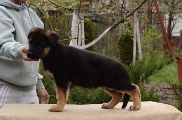 Dizel German Shepherd Dizel German Shepherd