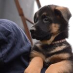 Dizel-male-German-shepherd-puppy-for-sale-1 (2)