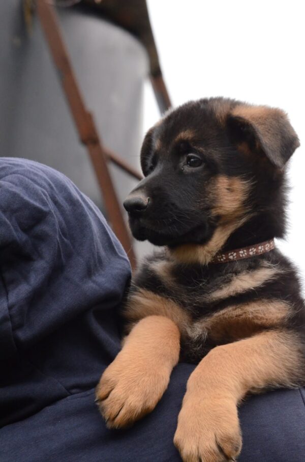 Dizel German Shepherd Dizel German Shepherd