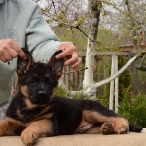 Dizel German Shepherd Dizel German Shepherd