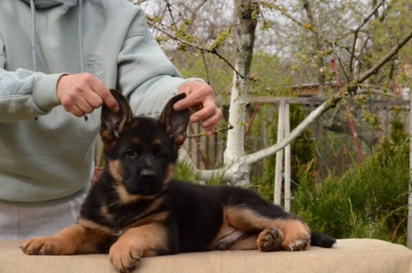 Dizel German Shepherd Dizel German Shepherd