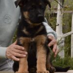 Dizel-male-German-shepherd-puppy-for-sale-1 (4)