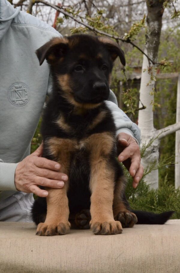 Dizel German Shepherd Dizel German Shepherd
