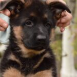 Dizel-male-German-shepherd-puppy-for-sale-1 (5)