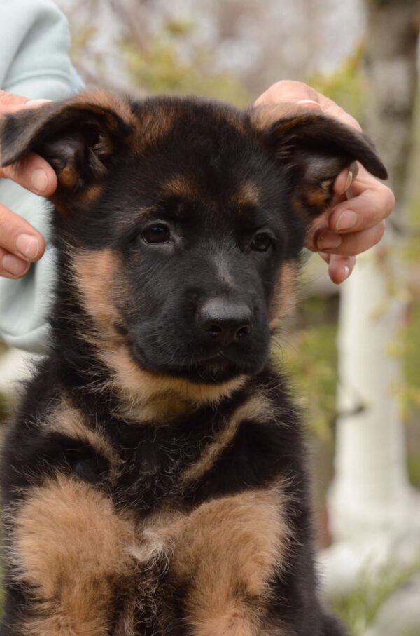 Dizel German Shepherd Dizel German Shepherd