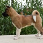 Djamal-male-american-akita-puppy-for-sale- (1)