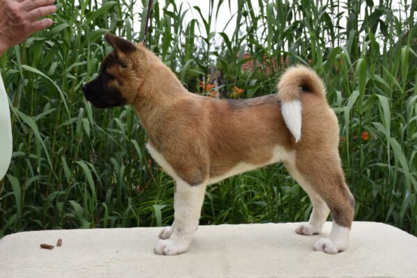 Djamal American Akita Djamal American Akita