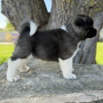 Djamal-male-american-akita-puppy-for-sale- (1)