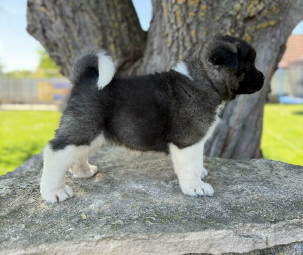 Djamal American Akita Djamal American Akita