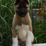 Djamal-male-american-akita-puppy-for-sale- (2)