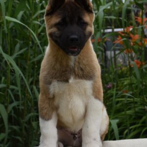 Djamal American Akita Djamal American Akita