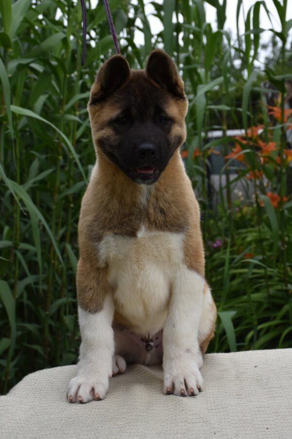 Djamal American Akita Djamal American Akita