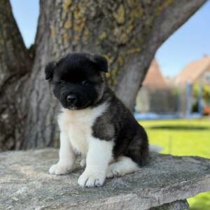 Djamal American Akita Djamal American Akita