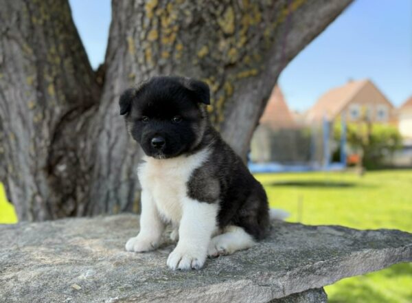 Djamal American Akita Djamal American Akita