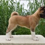 Djamal-male-american-akita-puppy-for-sale- (3)