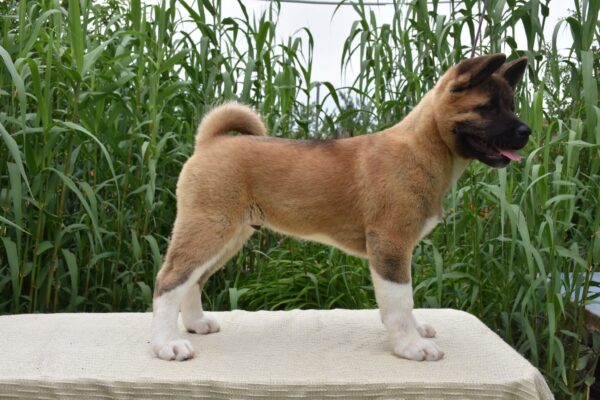 Djamal American Akita Djamal American Akita