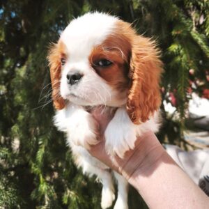 Django Cavalier King Charles Spaniel Django Cavalier King Charles Spaniel