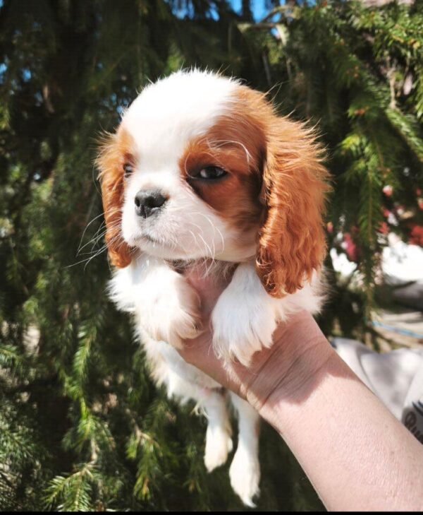 Django Cavalier King Charles Spaniel Django Cavalier King Charles Spaniel
