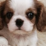 Django-male-Cavalier-King-Charles-Spaniel-puppy-for-sale-1 (3)