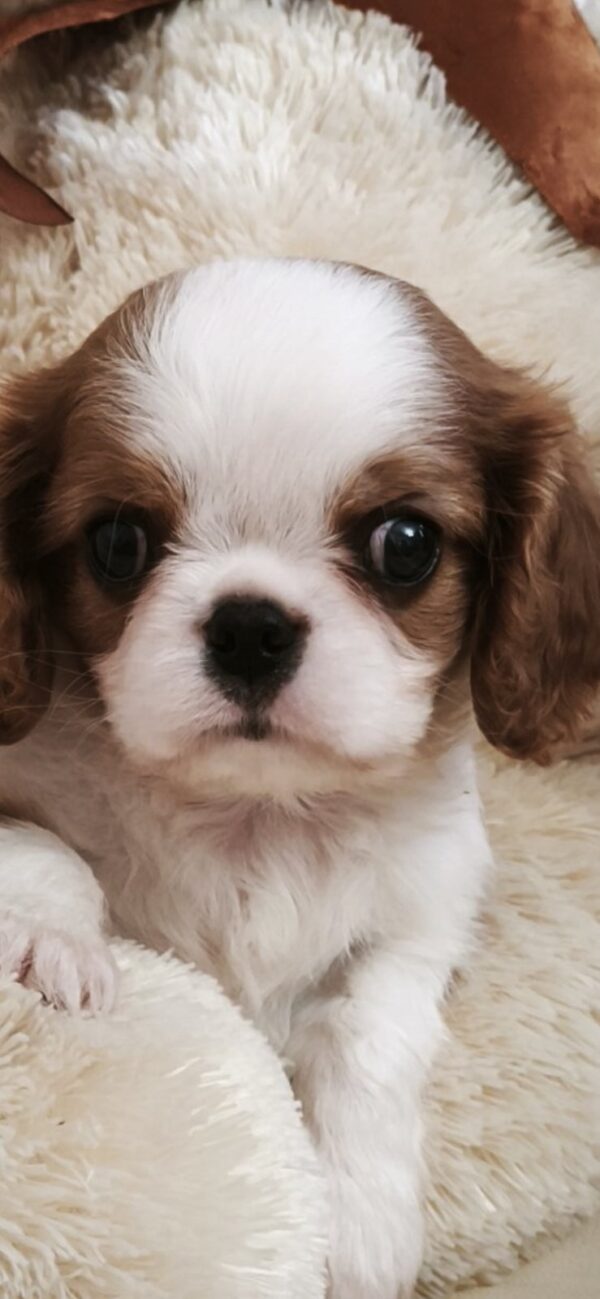 Django Cavalier King Charles Spaniel Django Cavalier King Charles Spaniel