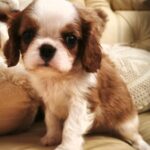 Django-male-Cavalier-King-Charles-Spaniel-puppy-for-sale-1 (4)(1)