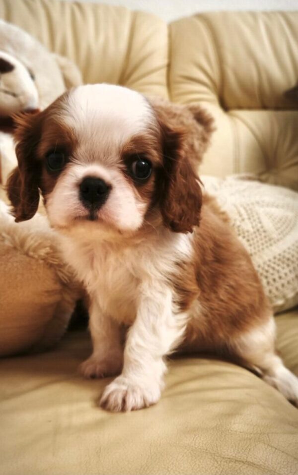 Django Cavalier King Charles Spaniel Django Cavalier King Charles Spaniel