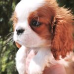 Django-male-Cavalier-King-Charles-Spaniel-puppy-for-sale-1 (6)