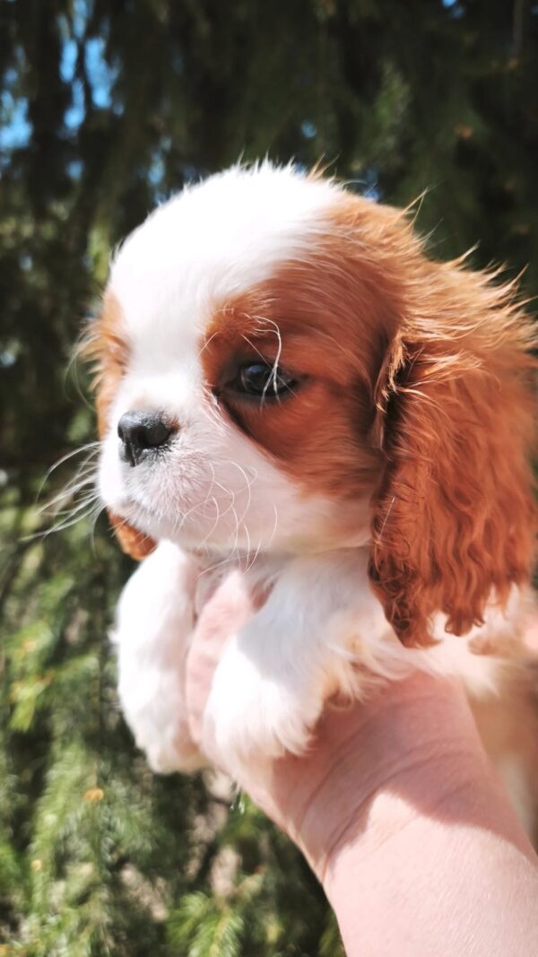 Django Cavalier King Charles Spaniel Django Cavalier King Charles Spaniel