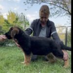 Djin-male-German-shepherd-puppy-for-sale-1 (1)