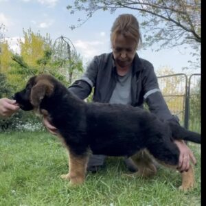 Djin German Shepherd Djin German Shepherd