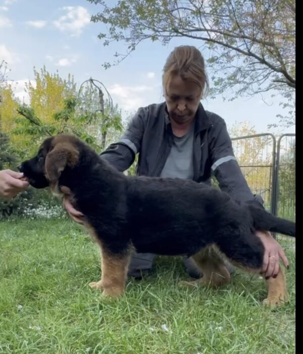 Djin German Shepherd Djin German Shepherd