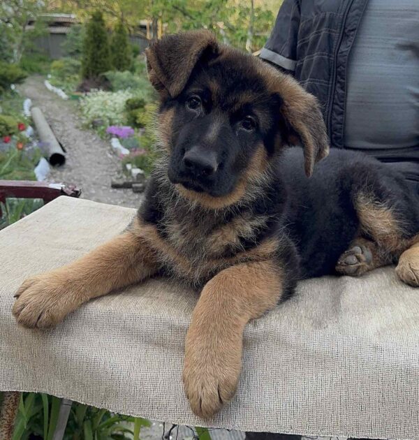 Djin German Shepherd Djin German Shepherd