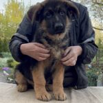 Djin-male-German-shepherd-puppy-for-sale-1 (3)