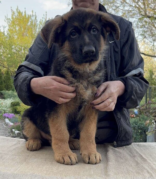 Djin German Shepherd Djin German Shepherd