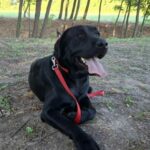 Domi-male-labrador-retriever-puppy-for-sale-