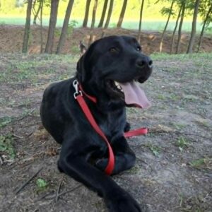 Domi Labrador Retriever Domi Labrador Retriever