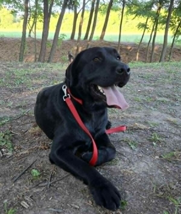 Domi Labrador Retriever Domi Labrador Retriever