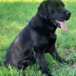 Domi-male-labrador-retriever-puppy-for-sale- (1)