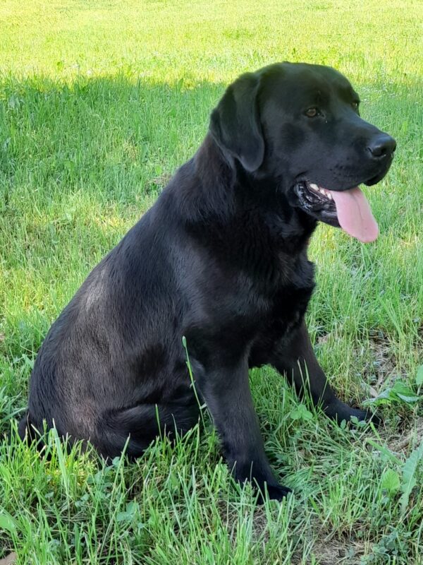 Domi Labrador Retriever Domi Labrador Retriever