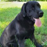 Domi-male-labrador-retriever-puppy-for-sale- (2)