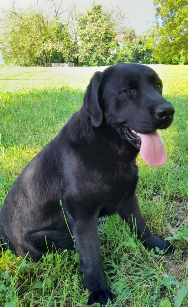 Domi Labrador Retriever Domi Labrador Retriever