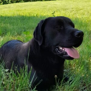 Domi Labrador Retriever Domi Labrador Retriever
