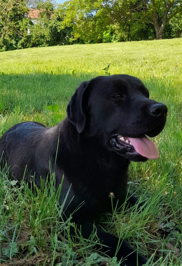 Domi Labrador Retriever Domi Labrador Retriever