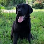 Domi-male-labrador-retriever-puppy-for-sale- (5)