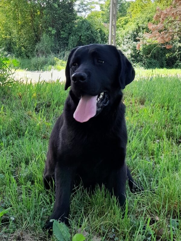 Domi Labrador Retriever Domi Labrador Retriever