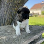 Domino-male-american-akita-puppy-for-sale- (1)